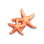 bikini-paradise-symbol-starfish